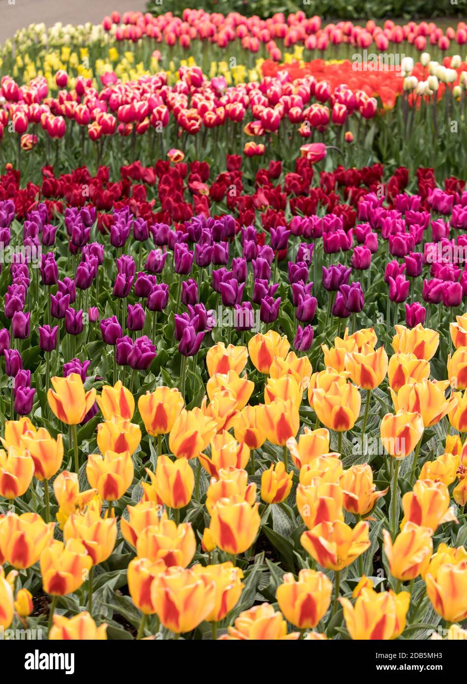 colorful tulips flowers blooming in a garden Stock Photo - Alamy