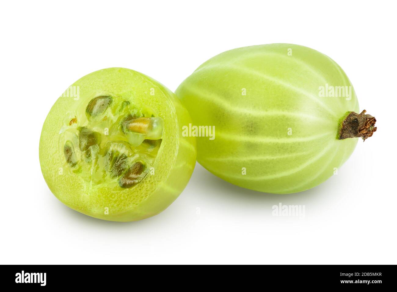 画材 Gooseberry GREEN SPINE GRAPE 'Invicta' plant