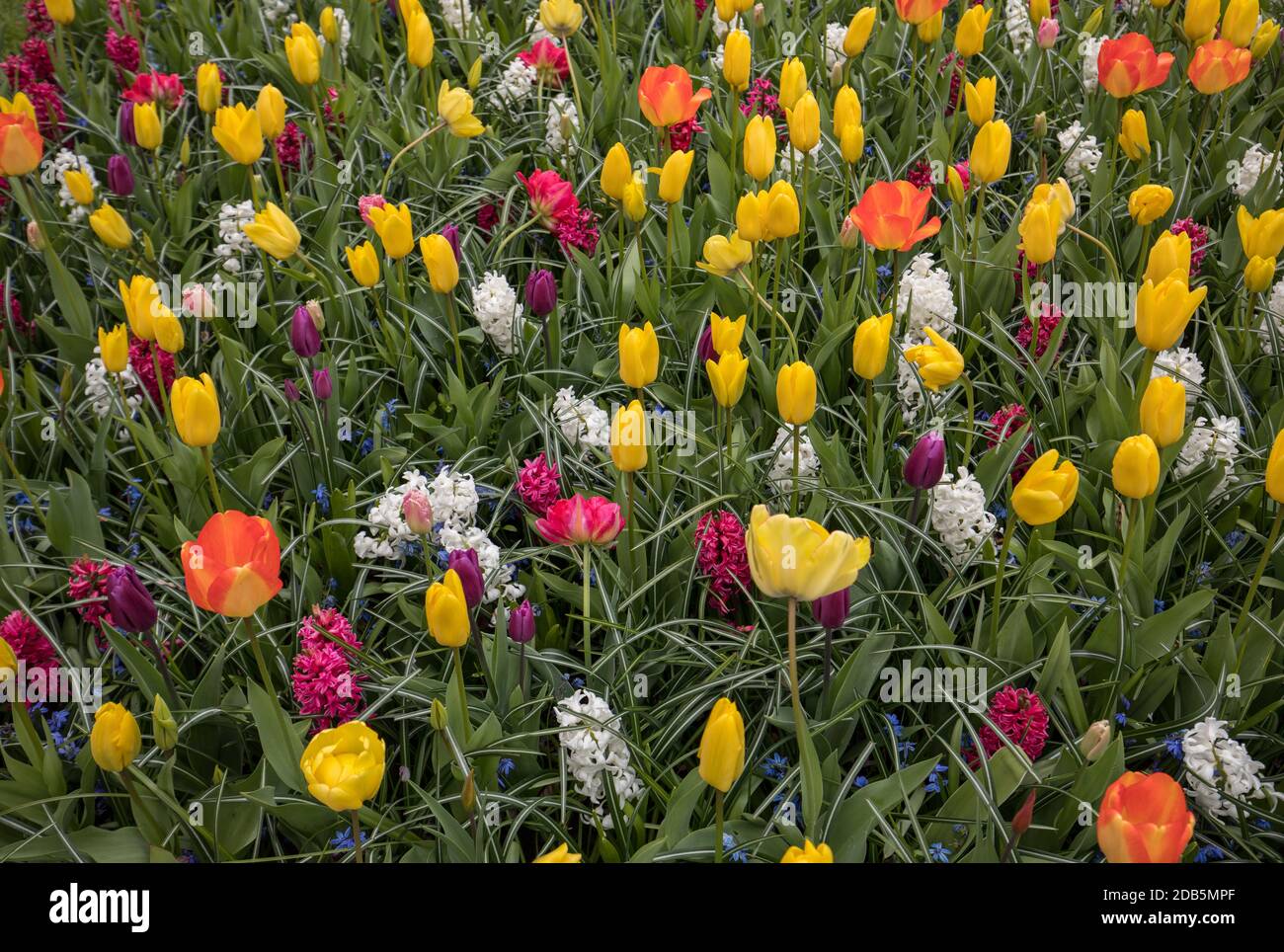 colorful tulips and hyacinths blooming in a garden Stock Photo - Alamy