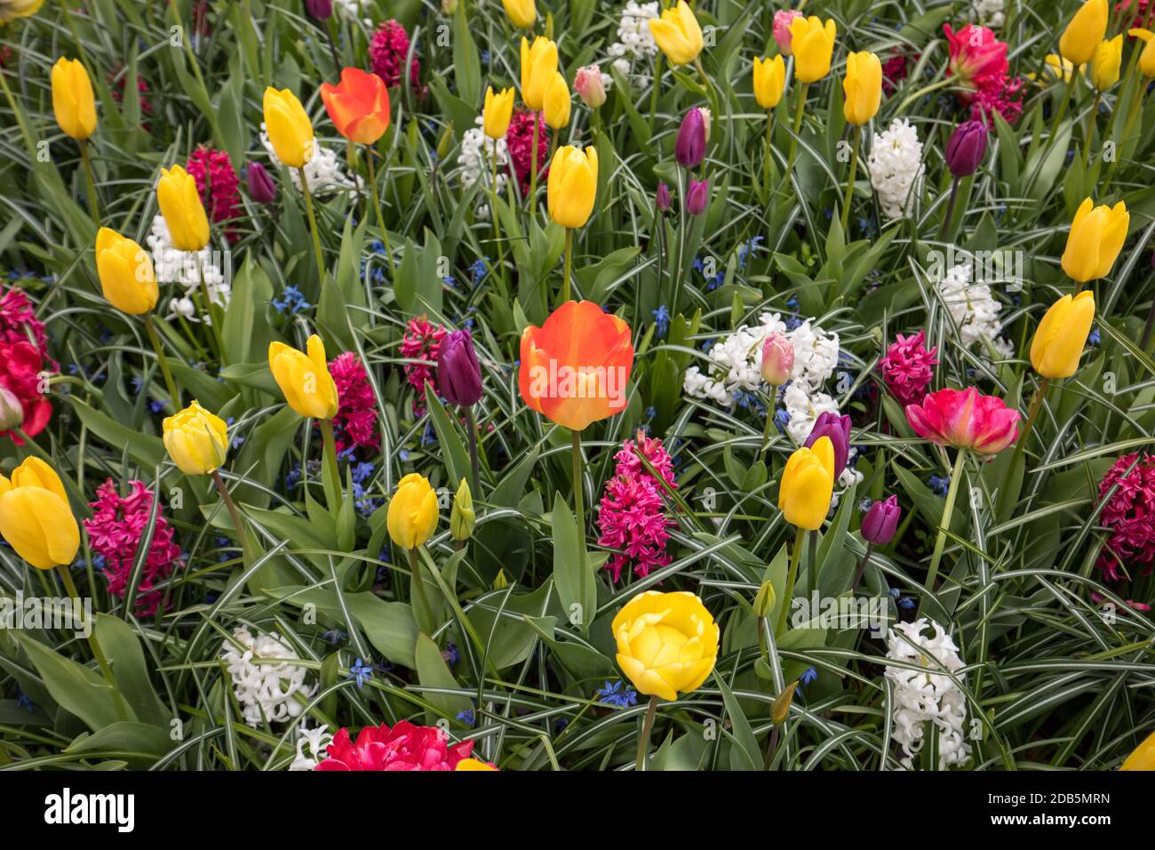 colorful tulips and hyacinths blooming in a garden Stock Photo - Alamy