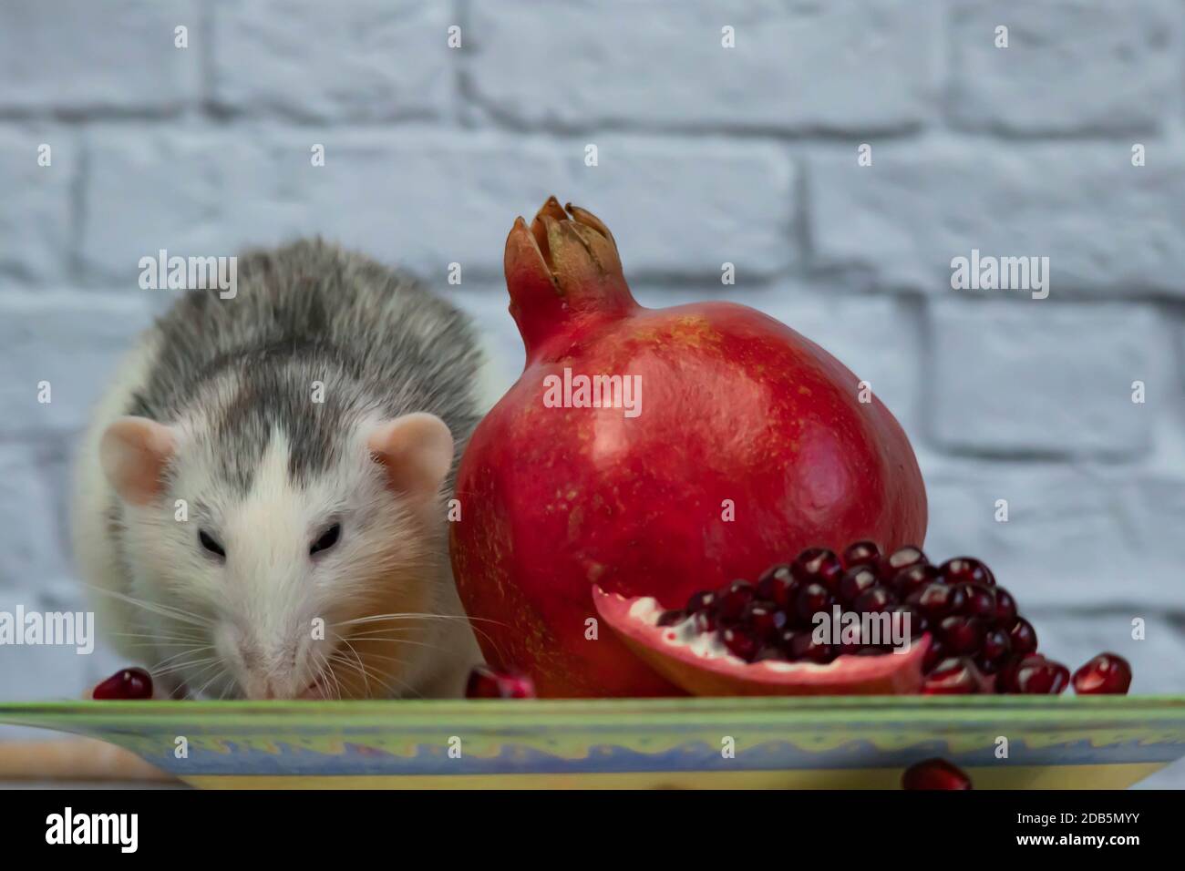 A cute decorative black and white rat sits and eats a ripe, juicy red pomegranate fruit. Close-up of a rodent on a yellow plate Stock Photo