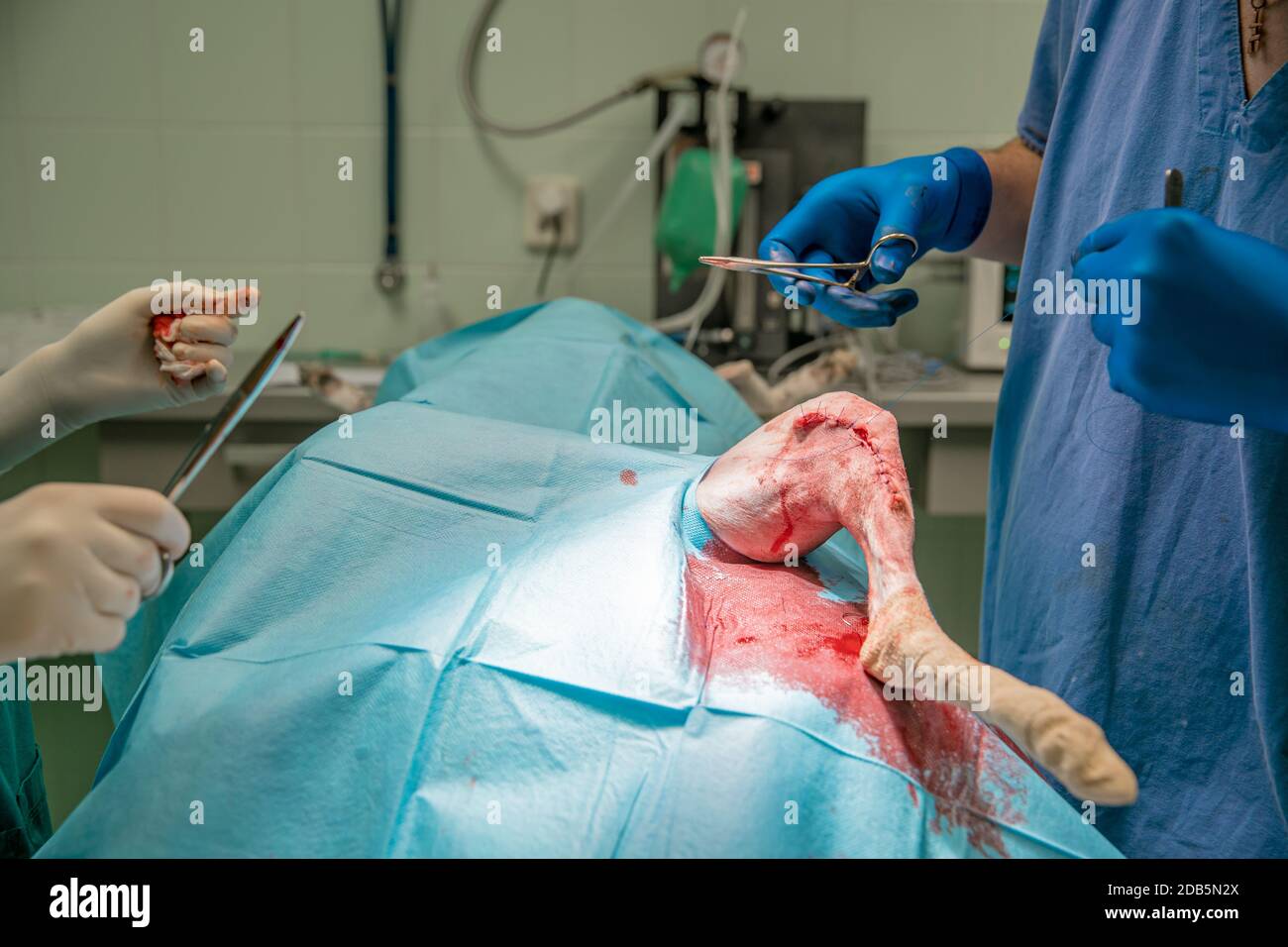 Ridgebacks Bar Dog department hi-res stock photography and images - Alamy