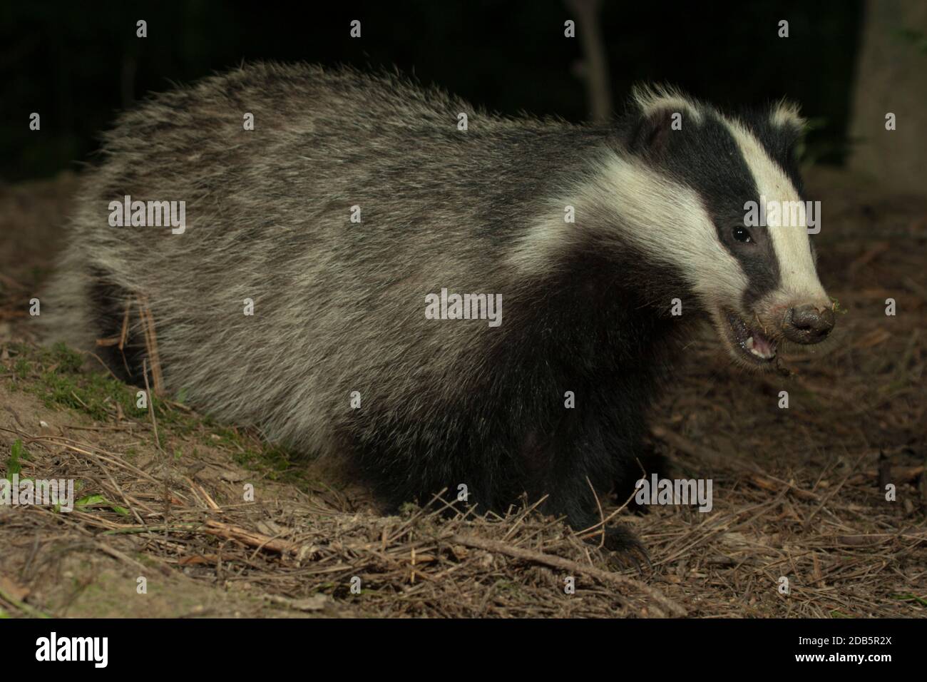 European badger eating hires stock photography and images Alamy