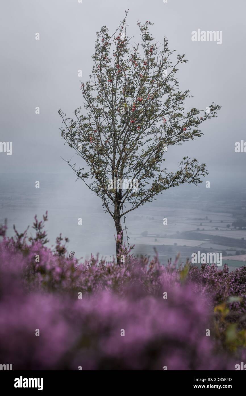 Hazy upland with blossom heather at rainy day in Shropshire, UK Stock Photo