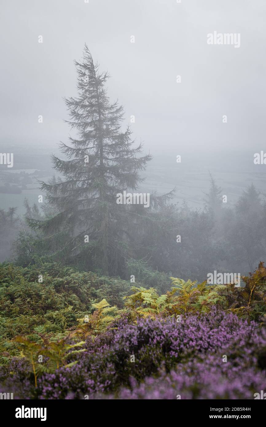 Hazy upland with blossom heather at rainy day in Shropshire, UK Stock Photo