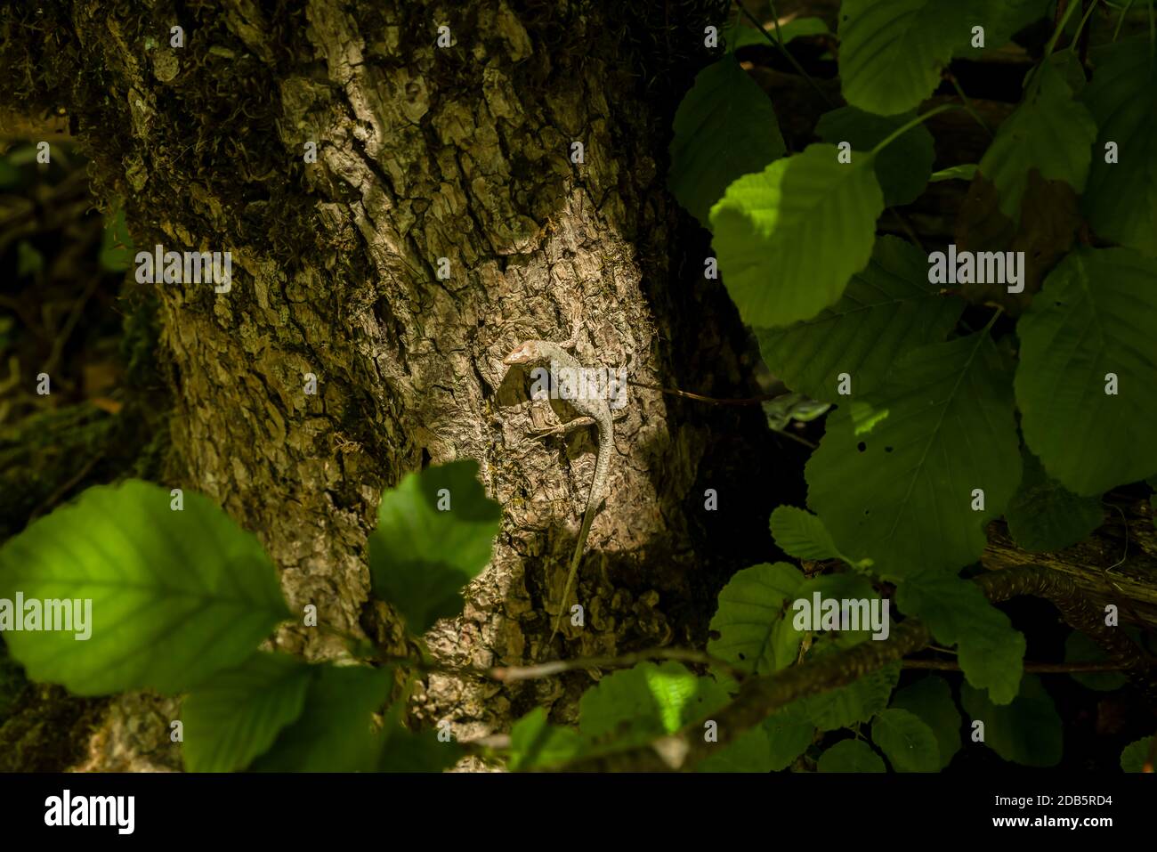 Green forest lizard, sitting on a tree. Wild lizard green. Stock Photo