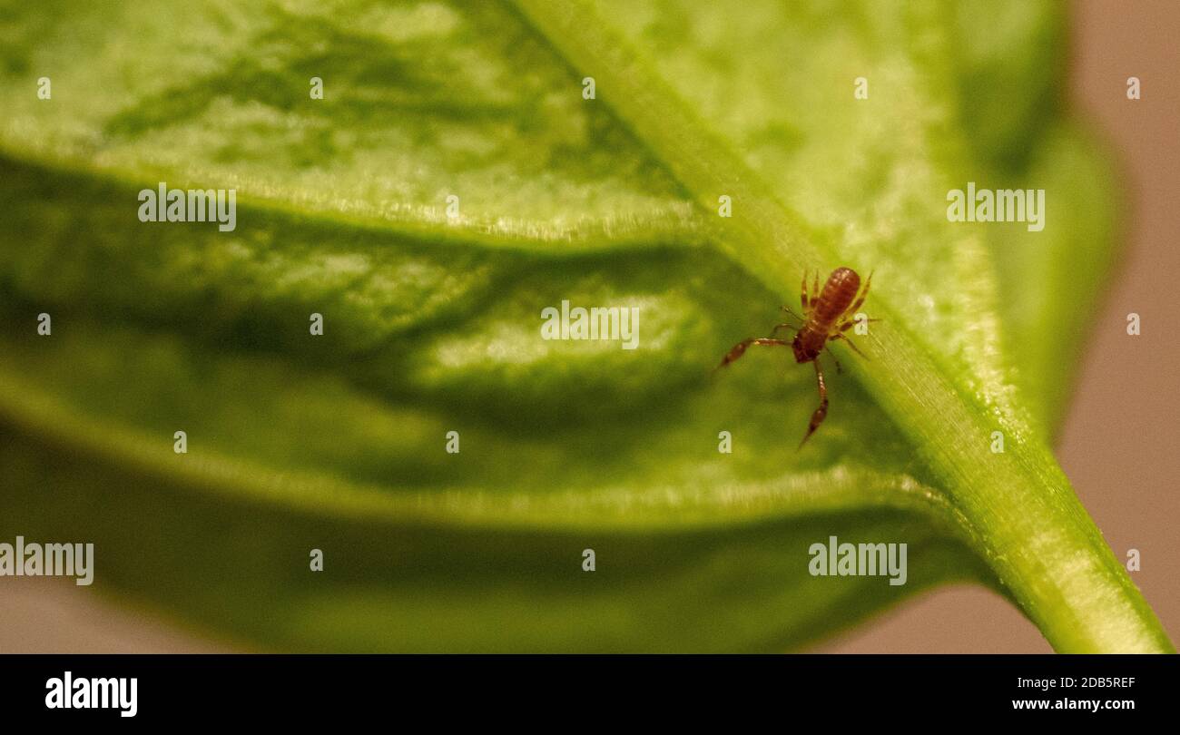 macro shot of a tiny scorpion Stock Photo