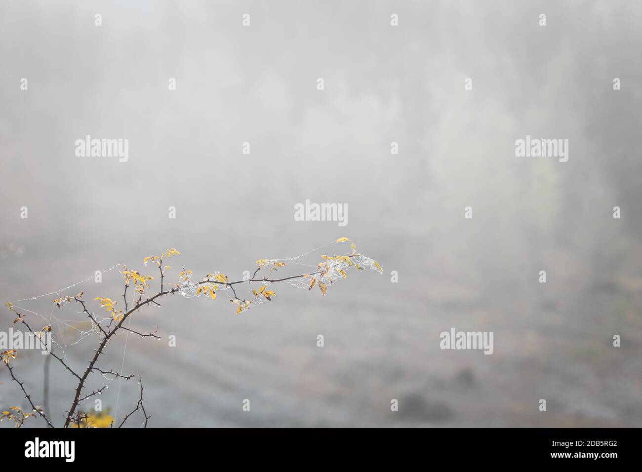 Spiky shrub branch covered in spider web and dew against hazy autumnal background Stock Photo