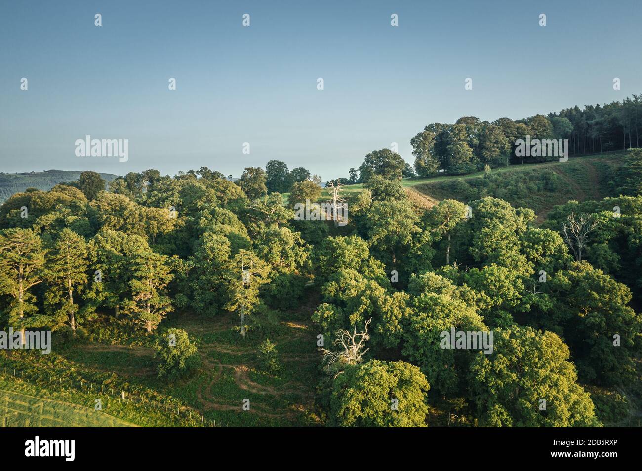 Aerial view over hill ridge forest at late summer in Wales, United Kingdom Stock Photo