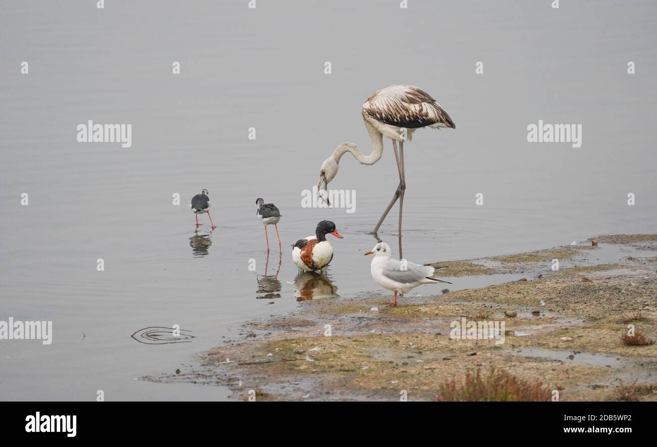 Juvenile Greater Flamingo, common shelduck, Black-headed gull, Black-winged stilts, Guadalhorce reserve, Malaga, Spain. Stock Photo