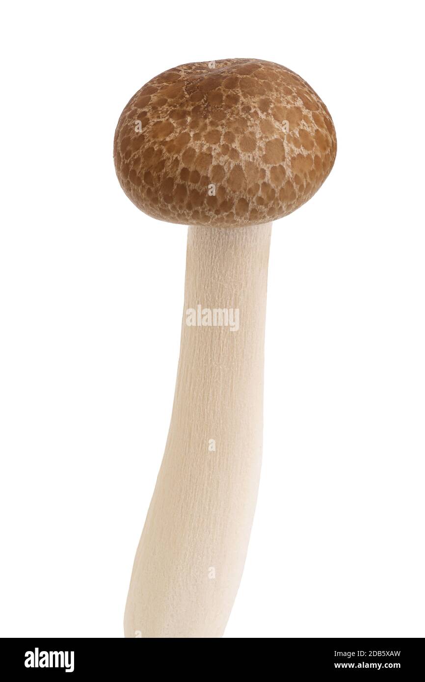 Brown beech mushrooms or Shimeji mushroom isolated on white background