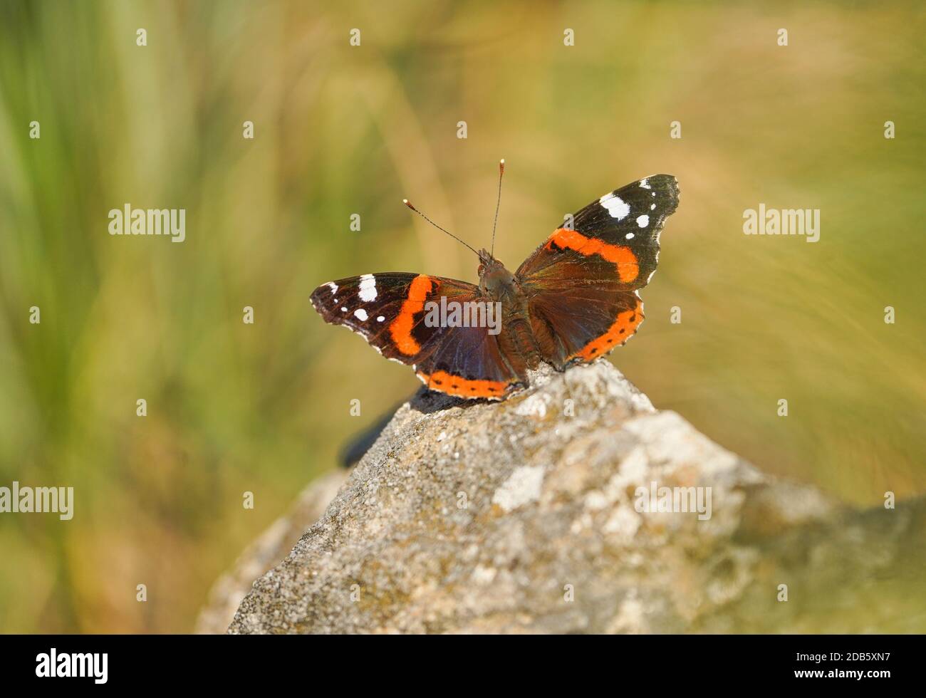 Red admiral butterfly, Vanessa atalanta, basking in sun, Andalusia, Spain Stock Photo