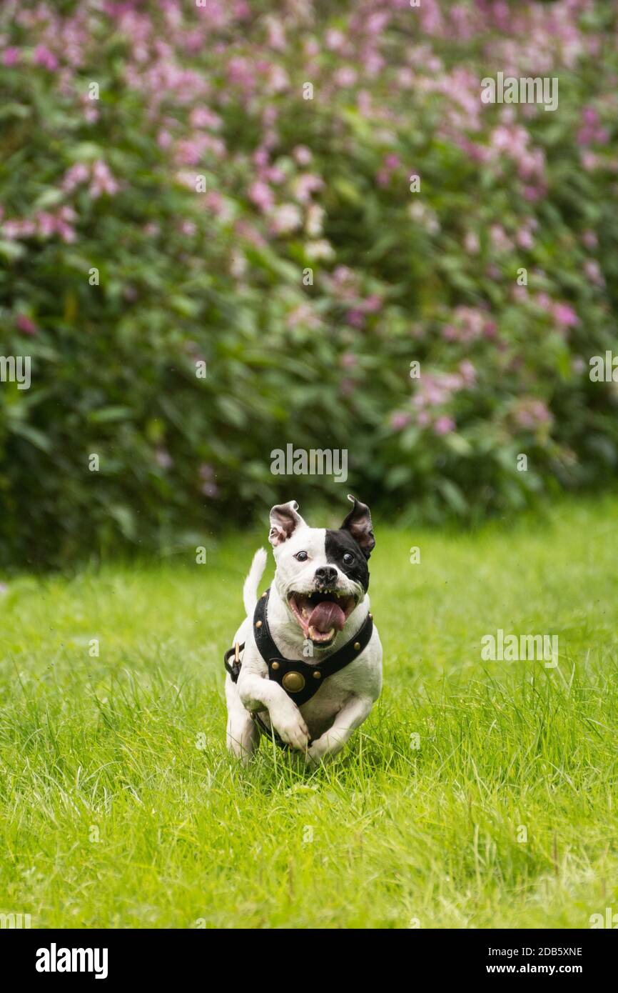 Happy energetic Staffordshire Bull Terrier running on green grass with tongue out. Stock Photo