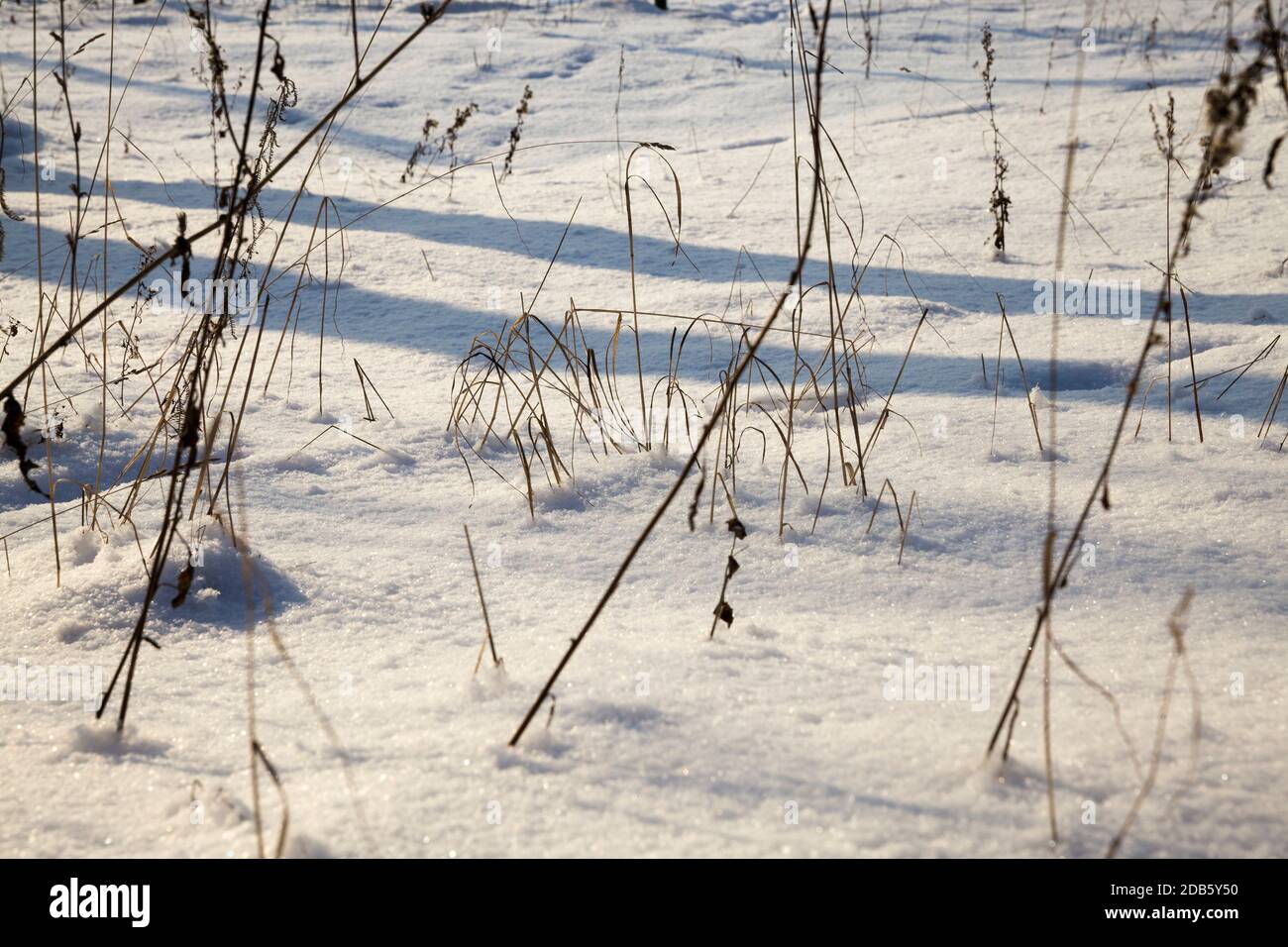 snow and ice covered dead grass in winter season, beautiful nature and specific features of winter weather in the wild Stock Photo