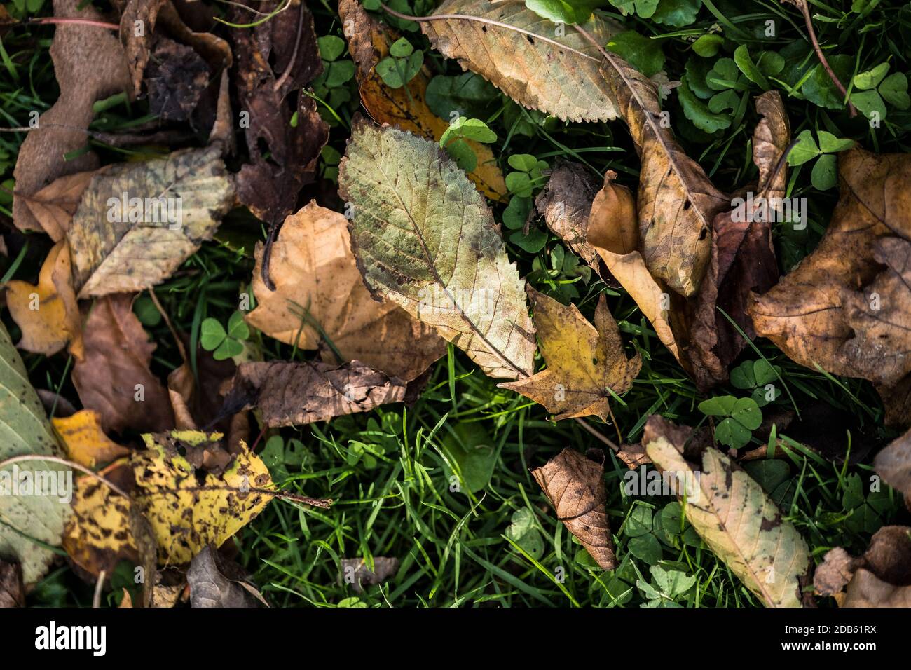 Tree leaves on the ground hi-res stock photography and images - Alamy