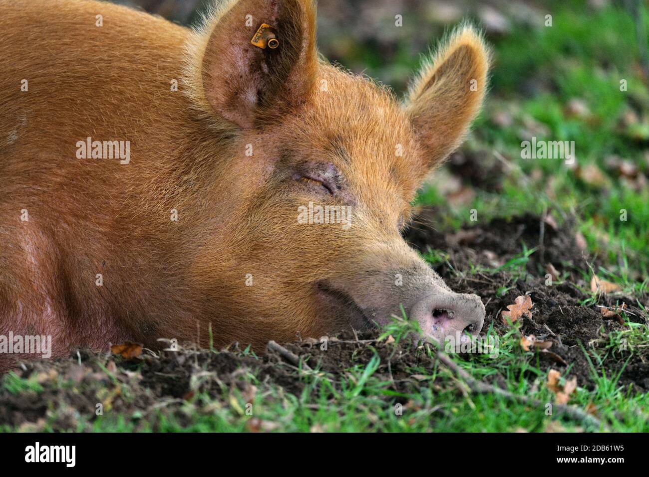 tamworth pig close up of face Stock Photo
