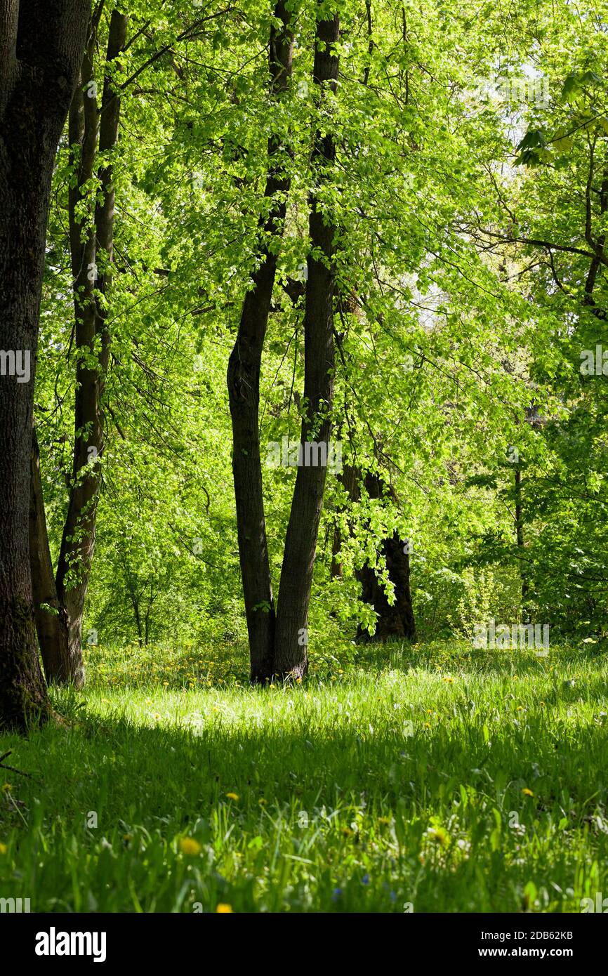 green trees background in forest Stock Photo Alamy