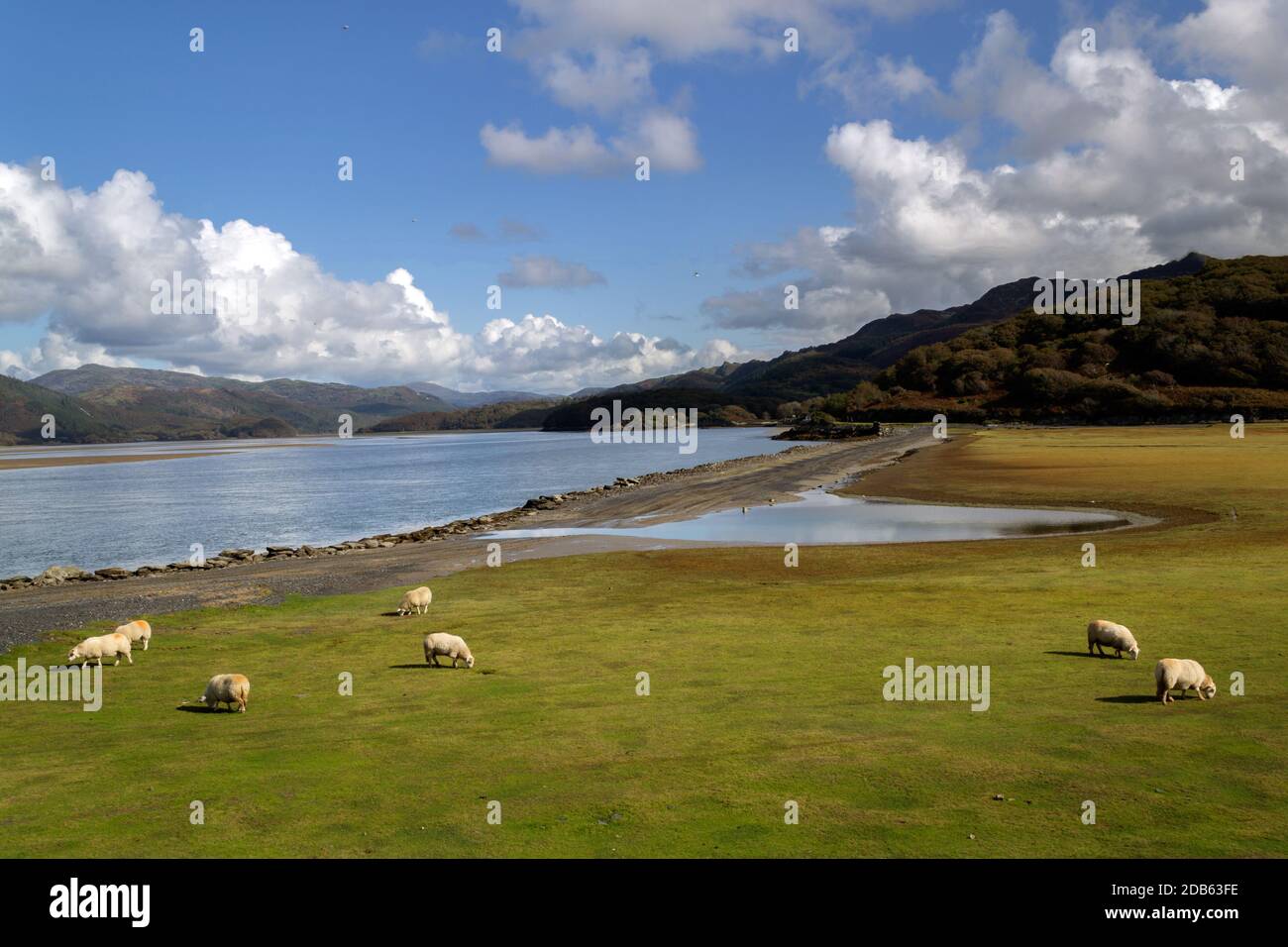 Flock of ship grazing on the bank of the River Mawddach at low tide on an autumn afternnon Stock Photo