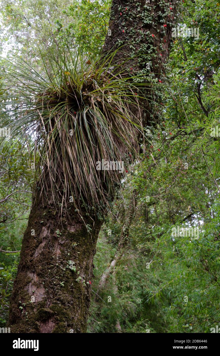 Chupalla Fascicularia bicolor on a tree. Cerro Nielol Natural Monument. Temuco. Araucania Region. Chile. Stock Photo