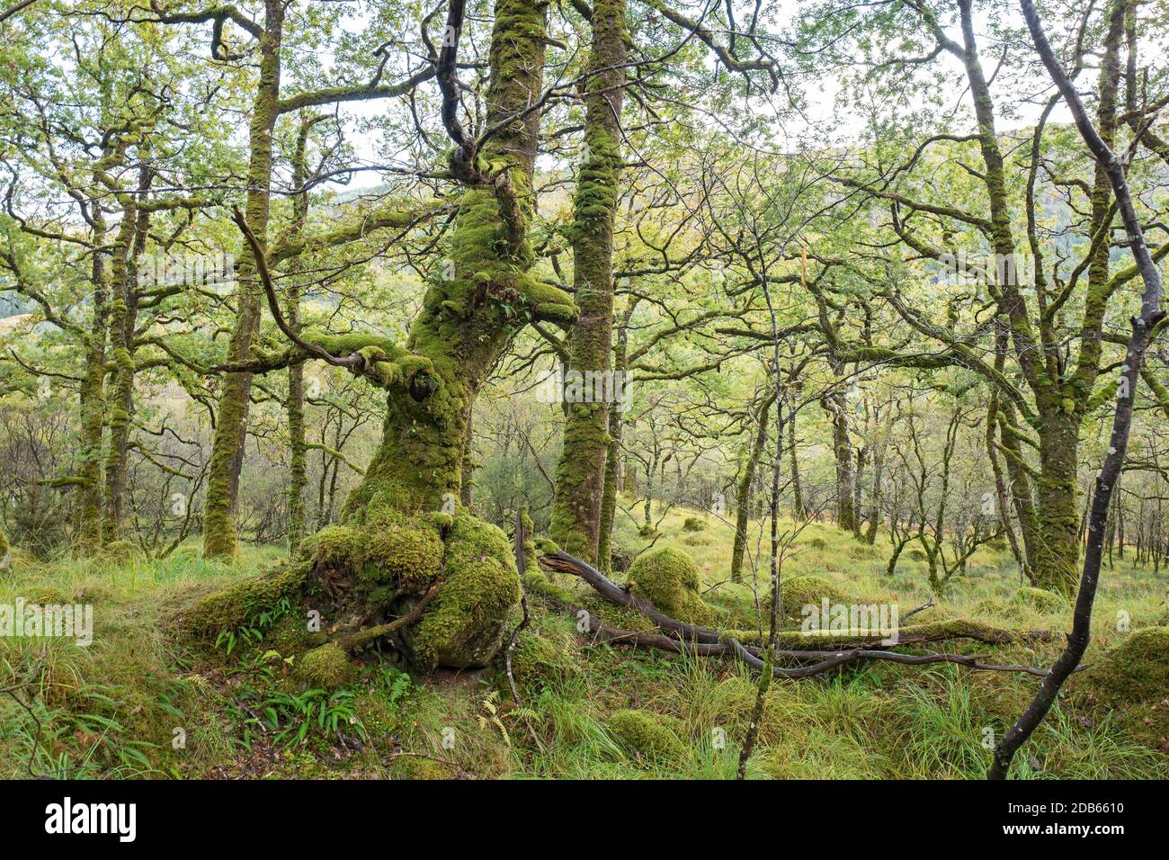 Ariundle Oakwoods High Resolution Stock Photography and Images - Alamy