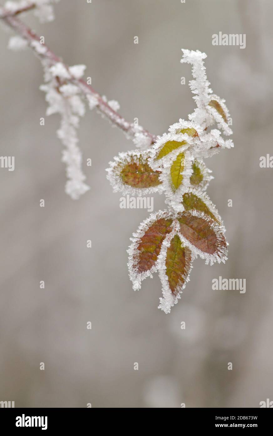 Frost rime covered leaves hi-res stock photography and images - Alamy