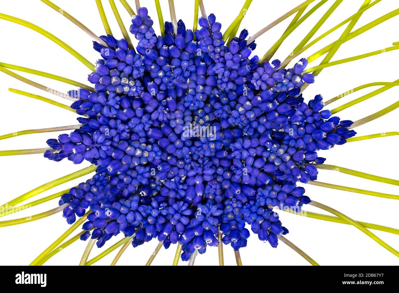 Blue grape hyacinths with green stems are jumbled, isolated on white Stock Photo