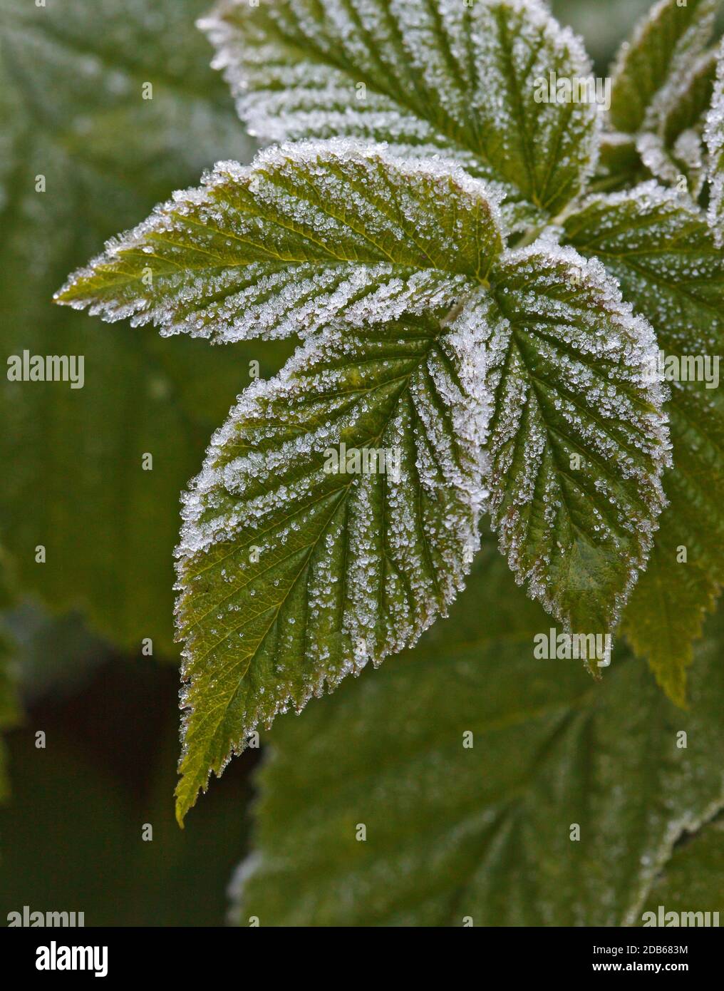 Raspberry leaves on winter covered with frost Stock Photo Alamy