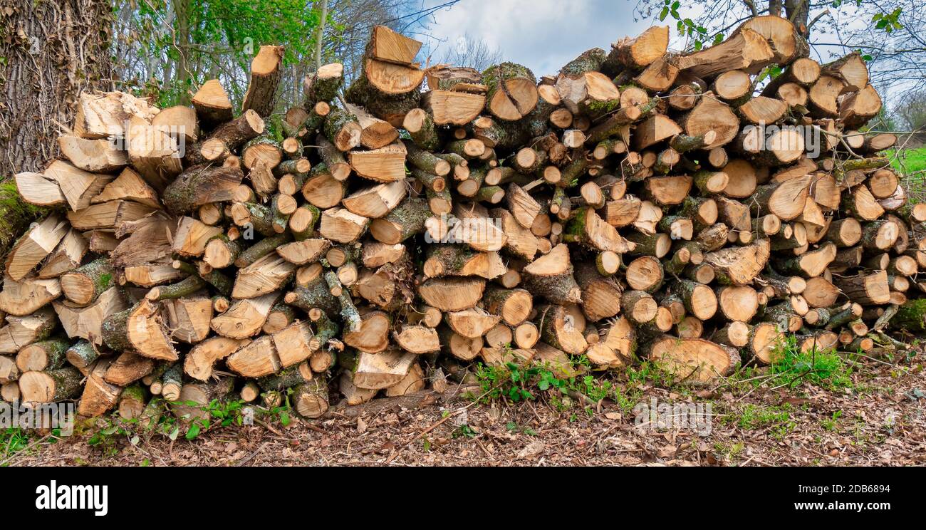 Stack of wood in a forest. Close up shot Stock Photo