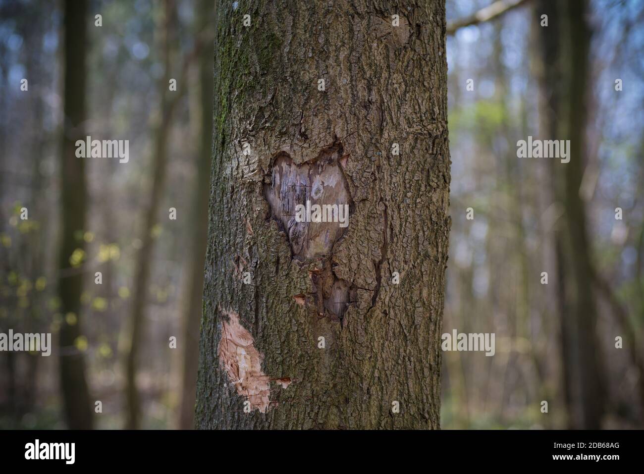 eart shape carved in a tree Stock Photo