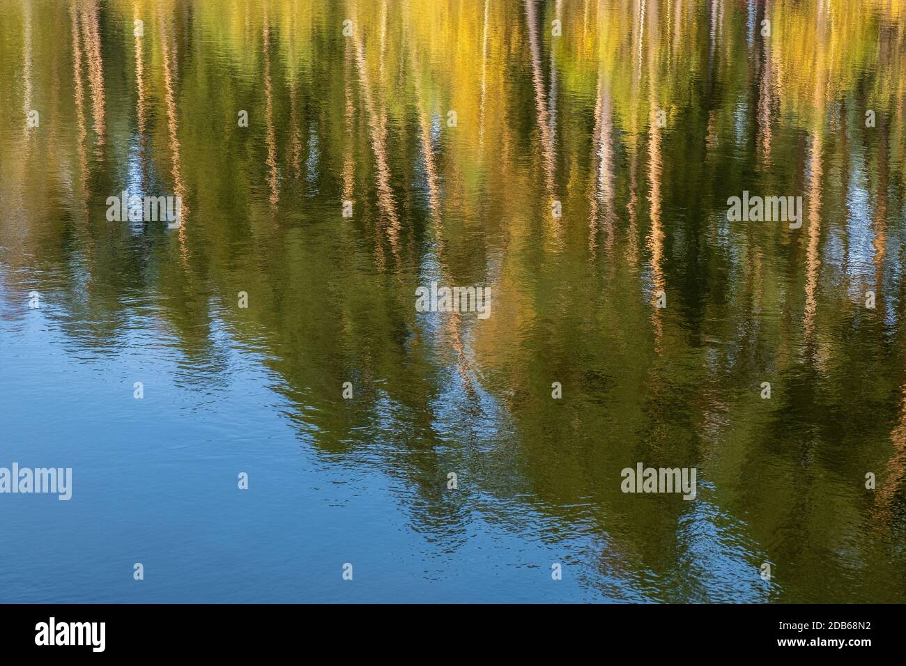 Tall tree trunks reflected hi-res stock photography and images - Alamy
