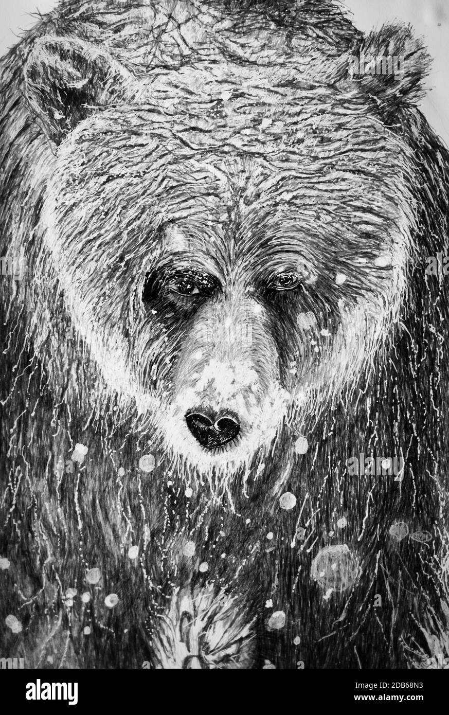 Snowy Grizzly Bear drawing Stock Photo