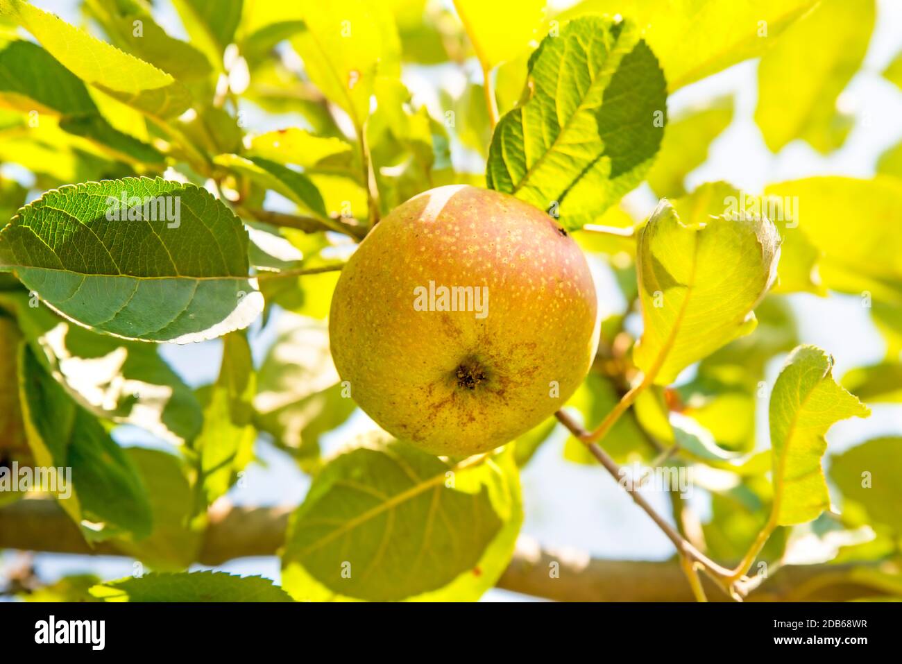 apple on a tree in summertime Stock Photo - Alamy