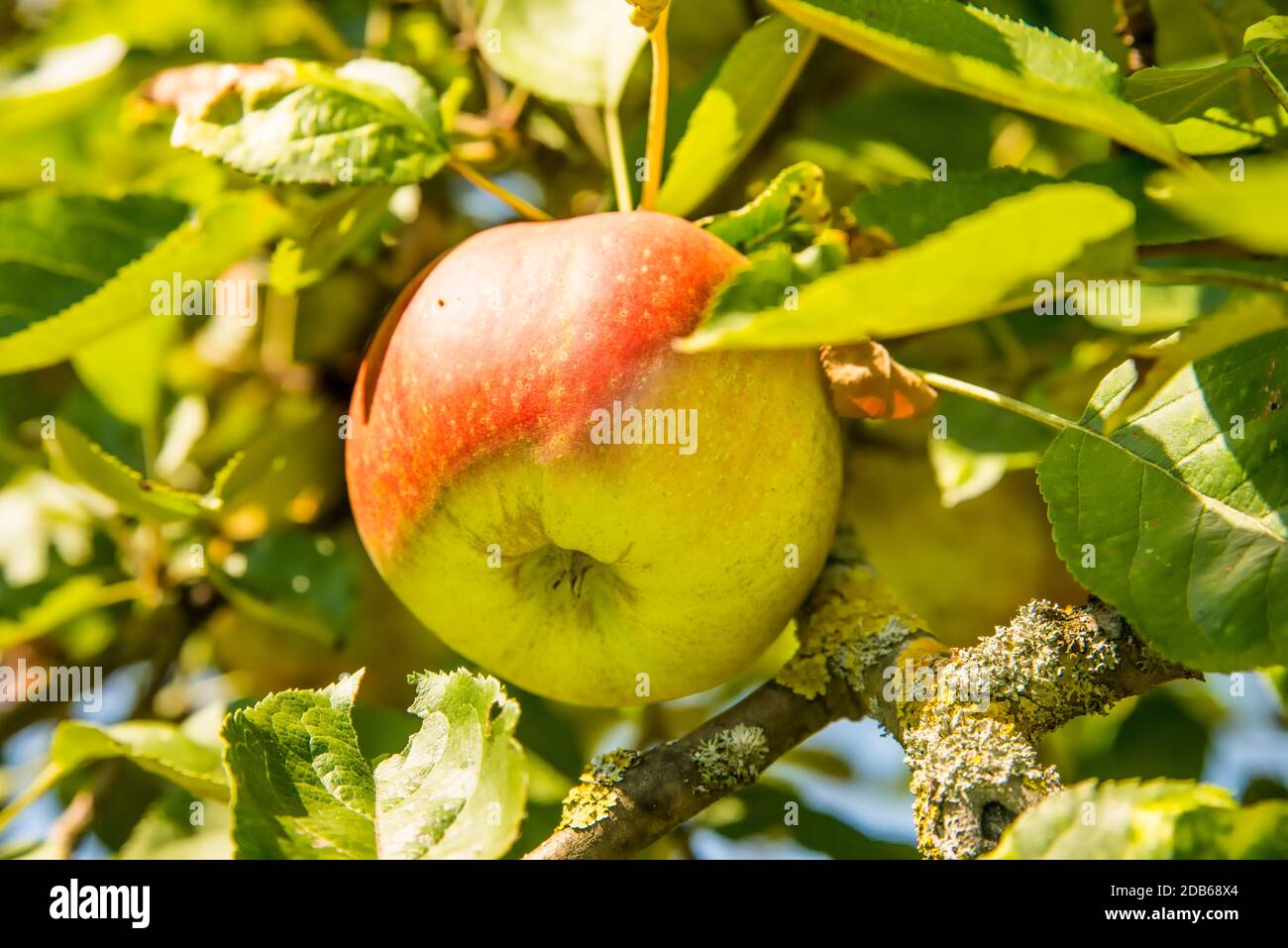 apple on a tree in summertime Stock Photo - Alamy