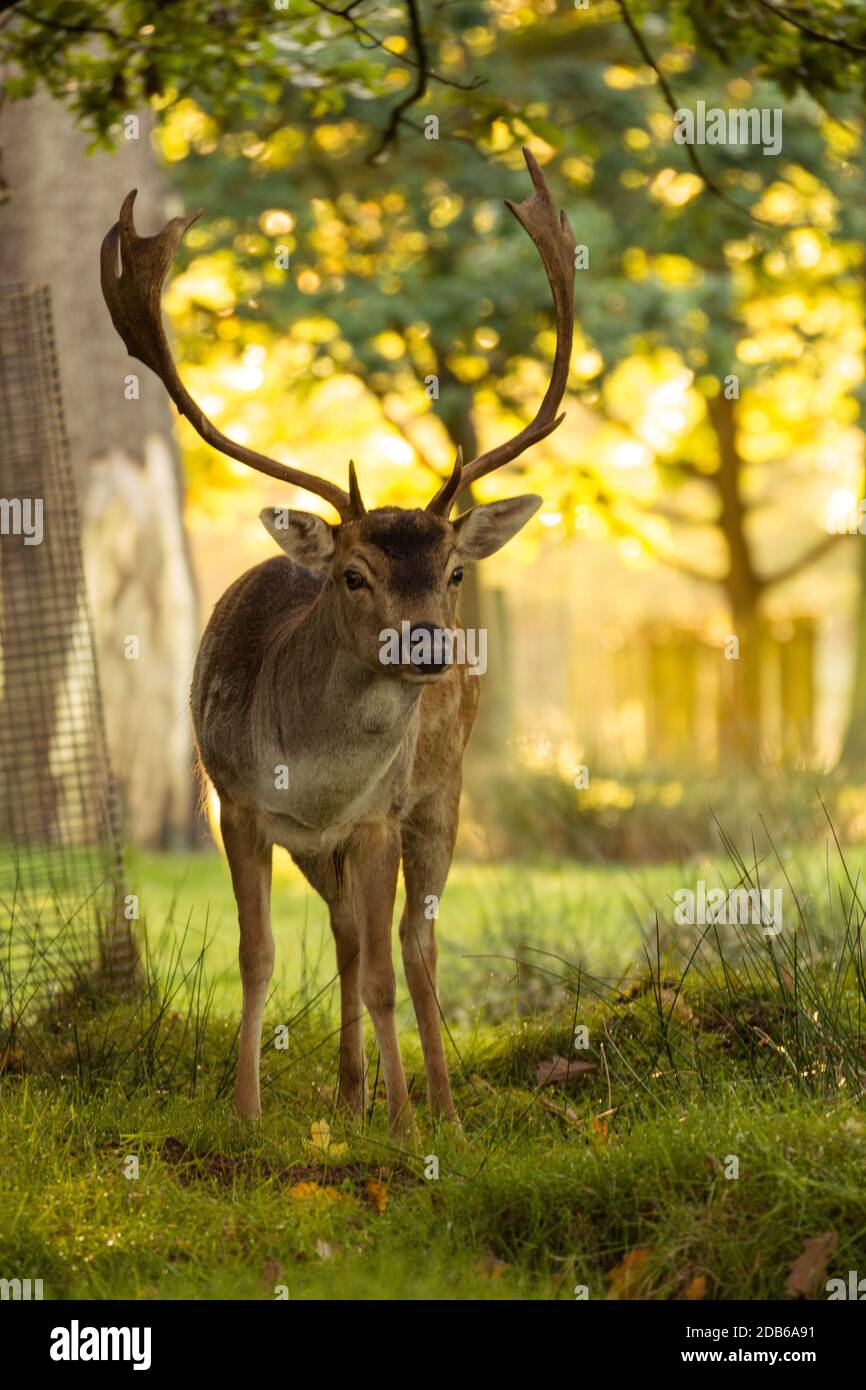 Portrait fallow deer one hi-res stock photography and images - Alamy
