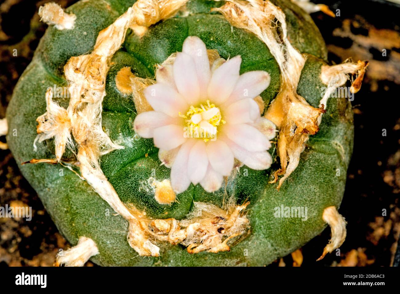 peyote, ritual cactus with flower Stock Photo