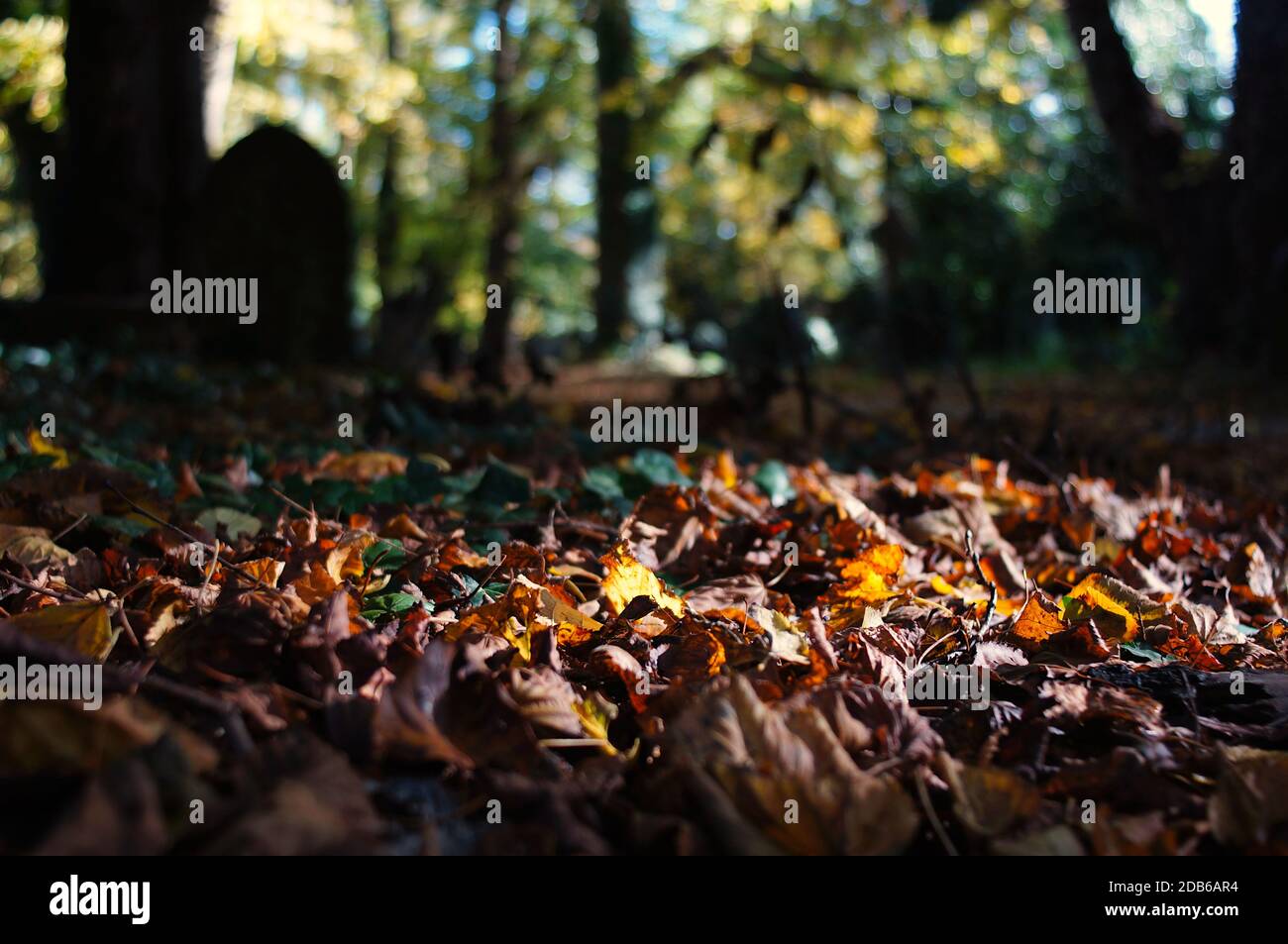 close up of autumn leaves on the forest floor Stock Photo