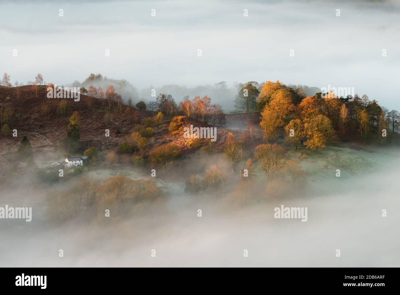 Rural white cottage surrounded by Autumnal tree's being lit by the early morning light on a misty morning. Stock Photo