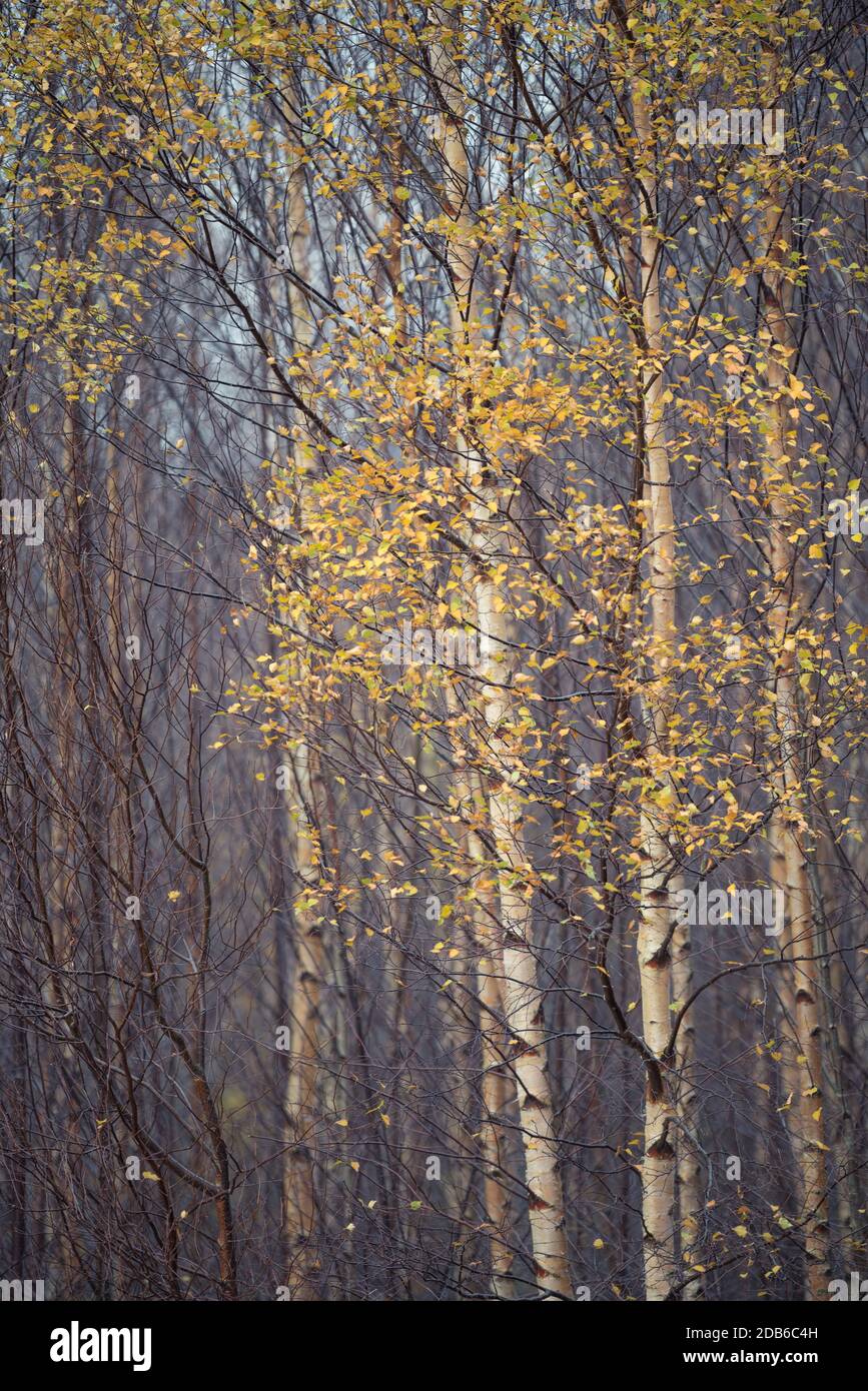 Autumn yellow leaves on Birch Tree's in a Cumbrian forest. Stock Photo