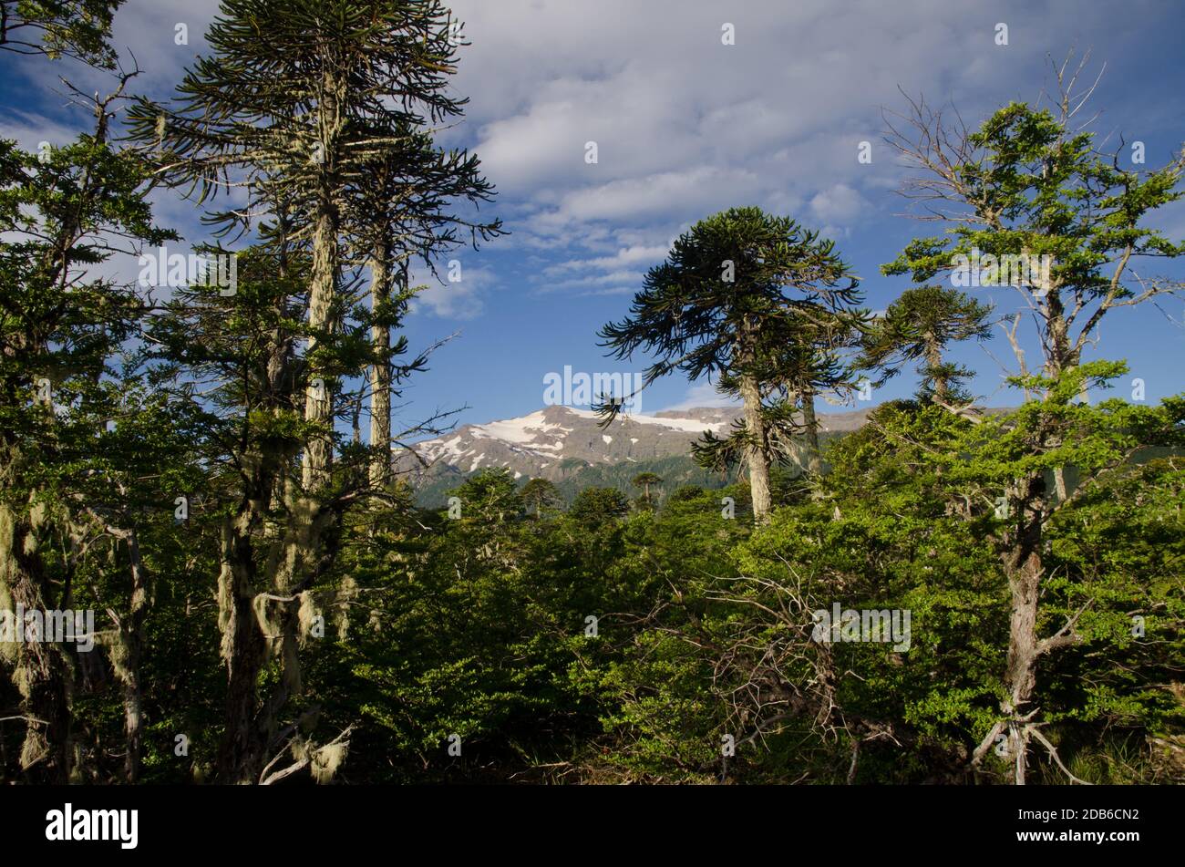 Forest with Dombey's beech Nothofagus dombeyi and monkey puzzle trees Araucaria araucana and mountain range in the background. Conguillio National Par Stock Photo