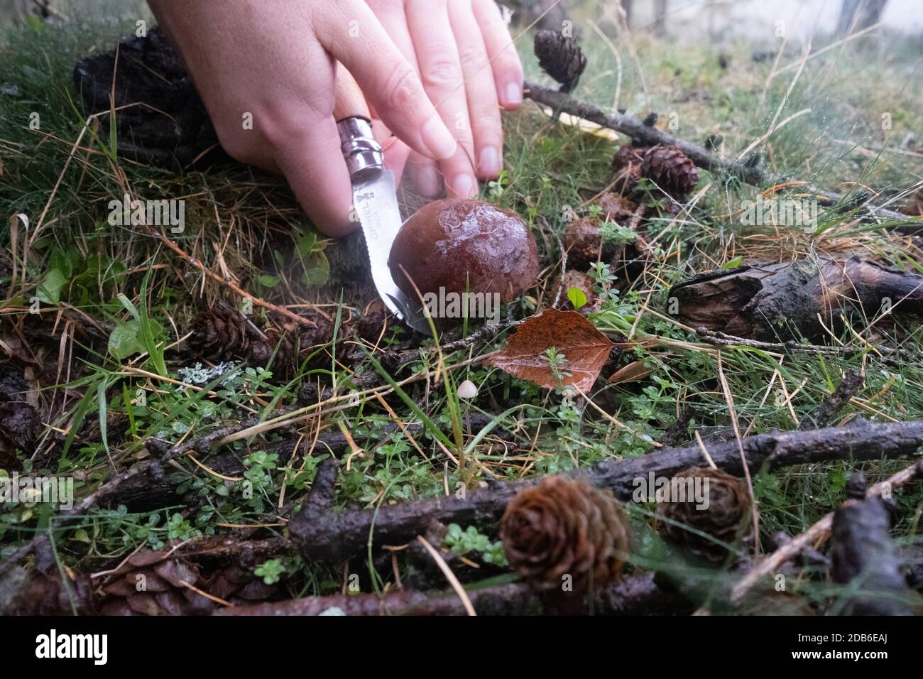 Edible Mushroom New Forest High Resolution Stock Photography and Images