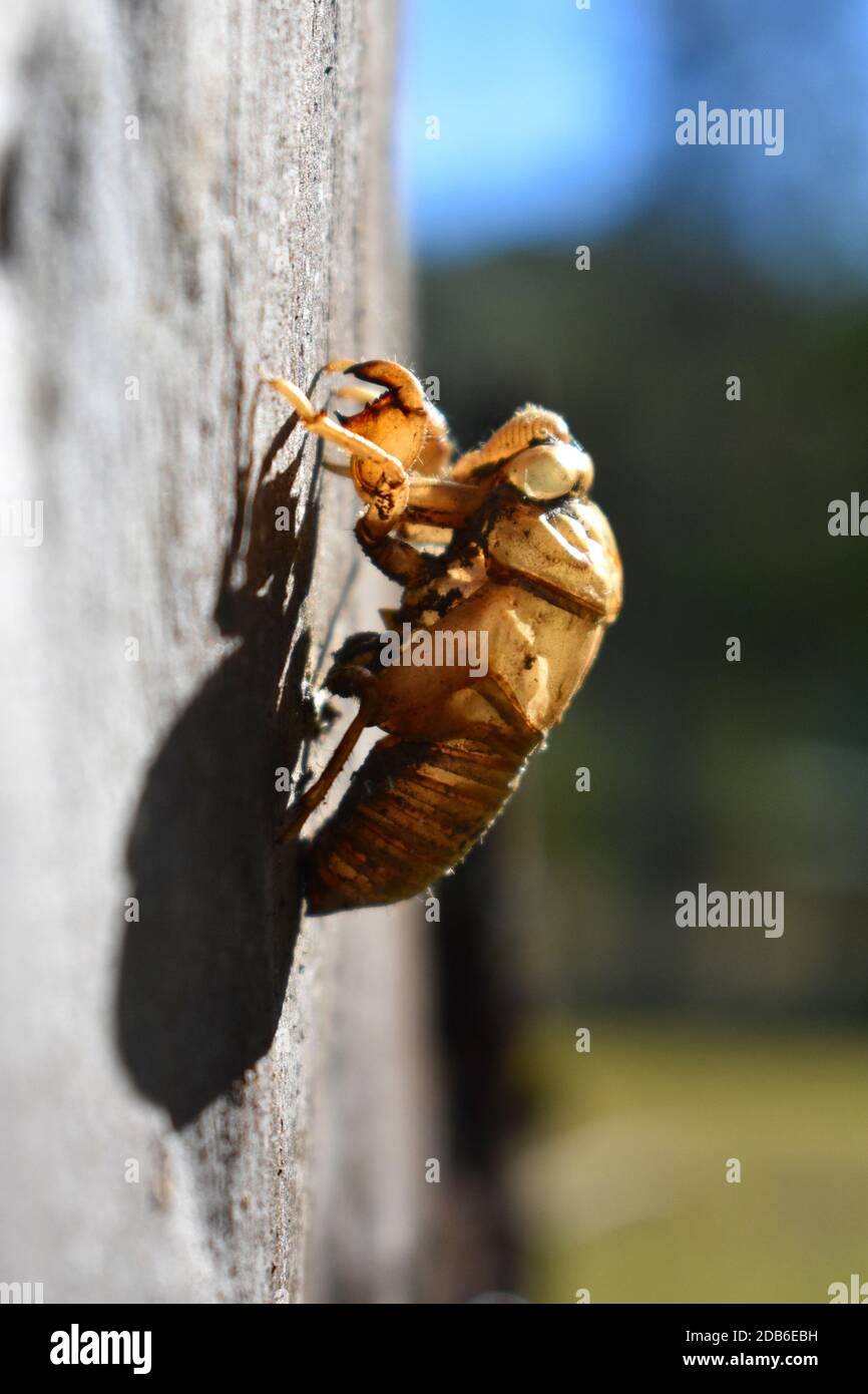 Cicada shell on a tree Stock Photo Alamy