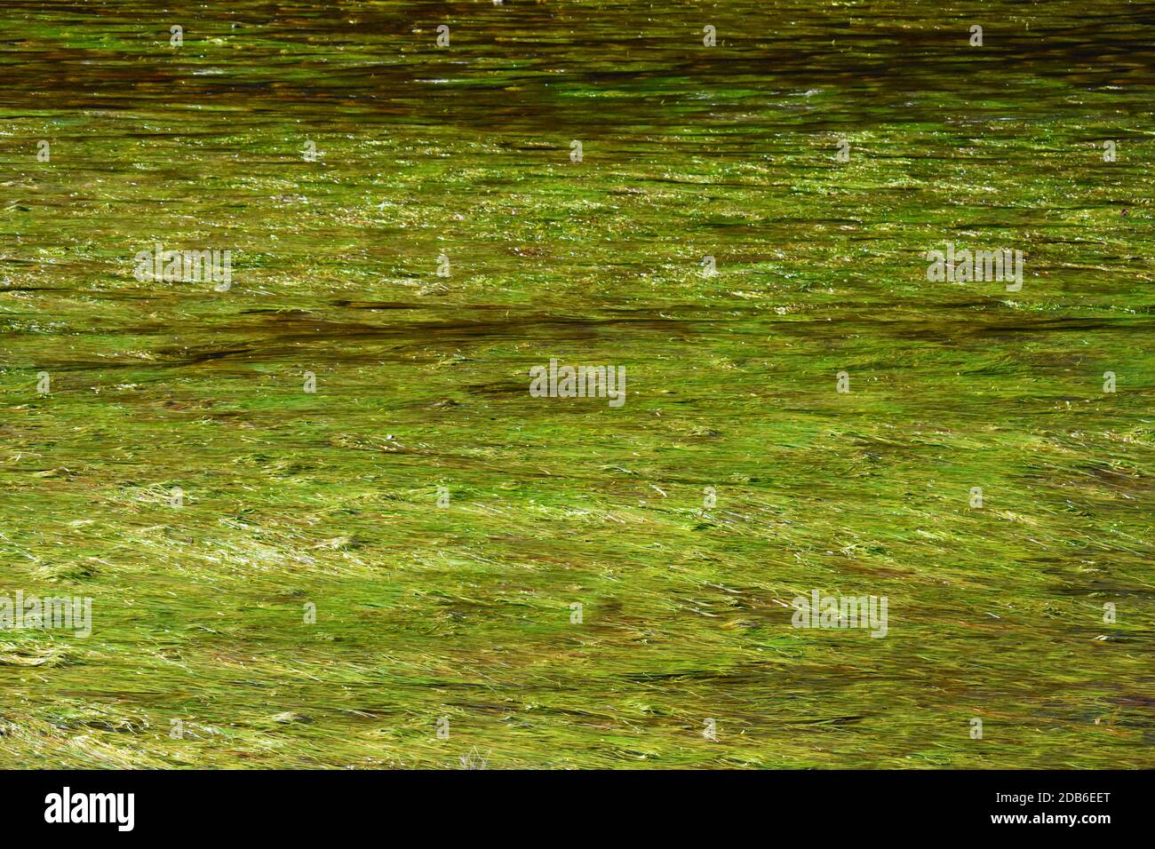 Australian summer weed hi-res stock photography and images - Alamy