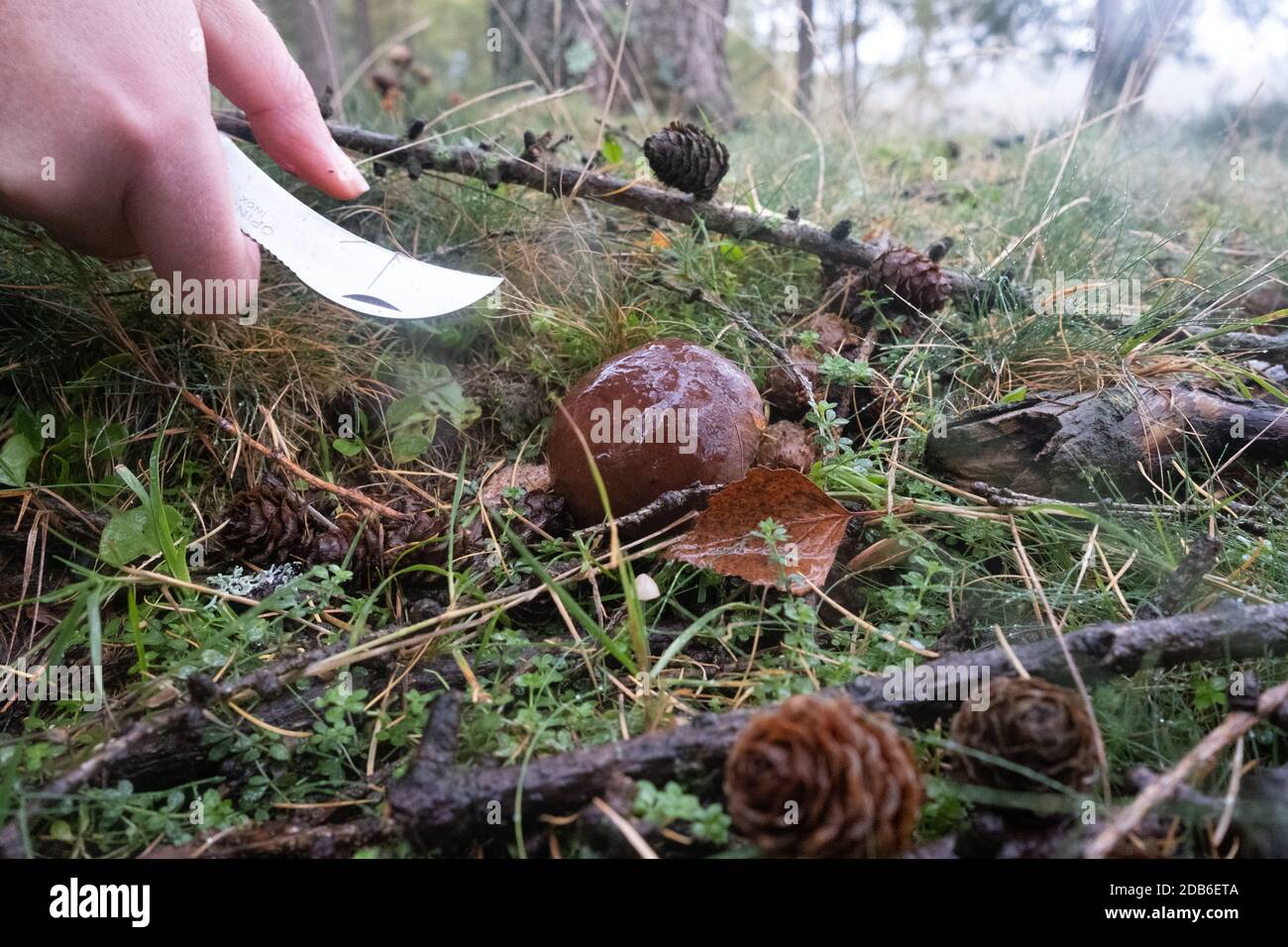 Using a foragers knife to cut a Bay Bolete mushroom - Boleros Badius whilst foraging in the New Forest during autumn, Hampshire, England, UK Stock Photo