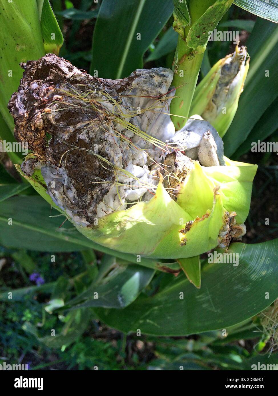 Corn smut, Ustilago maydis in Germany Stock Photo