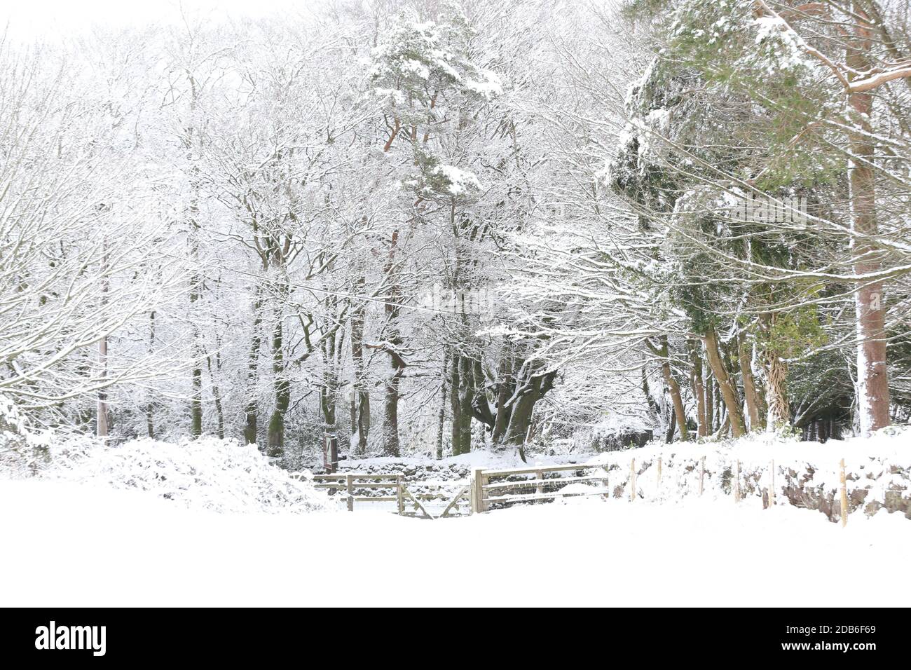 Woodland gate and fence hi-res stock photography and images - Alamy