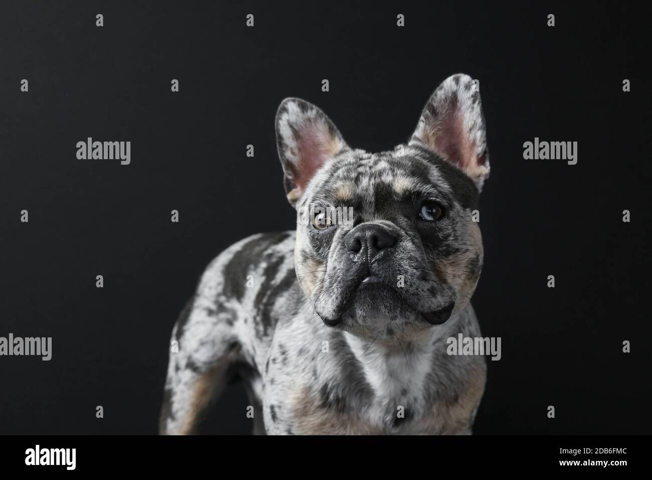 FRENCH BULLDOG PUPPY WITH DIFFERENT COLOURED EYES Stock Photo