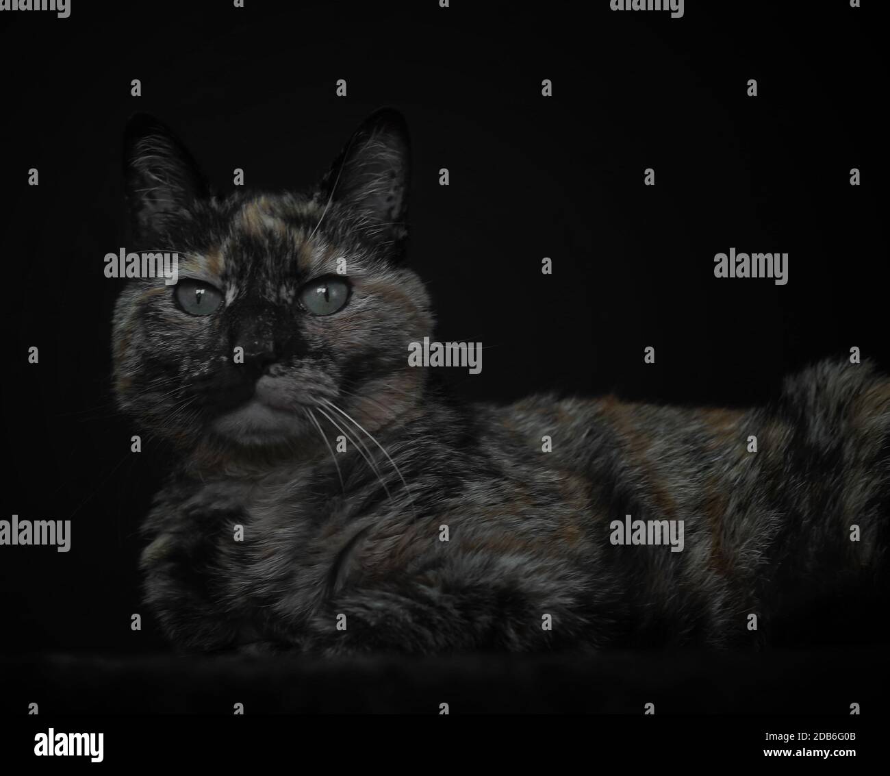 tortoiseshell cat studio portrait on black background Stock Photo