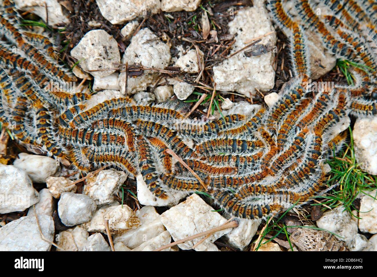 Swarm of caterpillars moving around tighly packed Stock Photo Alamy