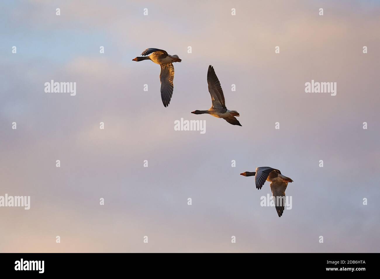 Flock of geese flying in formation in Iceland, evening light sunset ...