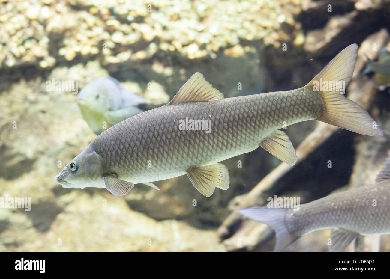Male Common barbel, Barbus barbus, is a species of freshwater fish, abundant in Guadiana River, Spain Stock Photo